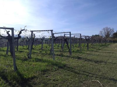 Terreno Agricolo in vendita